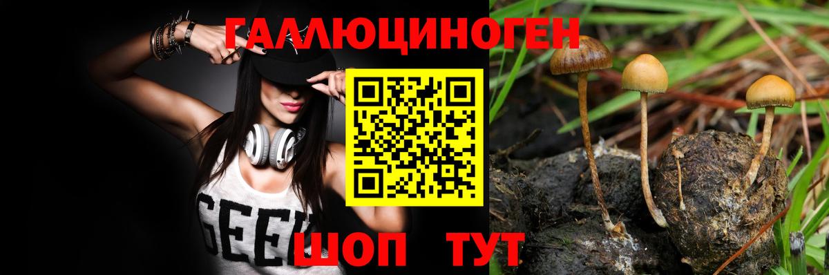Псилоцибиновые грибы Psilocybe Армавир